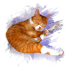 simba_kater_kopie