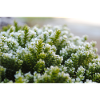 Moss nature macro shot