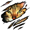 Bengal cat in me