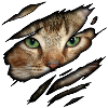 Abyssinian in me