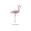 flamant