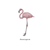 flamant