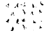 Birdwatching - Birdwatching - Birds - Birding