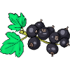 Currant Ribisel Meertrübeli Trübeli Ribiseli