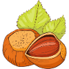Hazelnut common hazelnut shrub