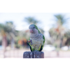 Monk Parrot