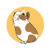 curious guinea pig yellow background