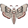 Death Head Moth