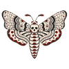 Death-Head-Moth-Dark