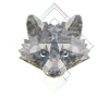 racoon