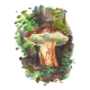 Wald / Pilze / Fungi