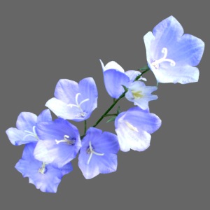Glockenblume blau Blume
