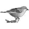 sparrow
