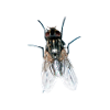 fly