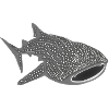 Requin-baleine baleine poisson requin plongée