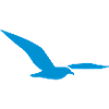 gull