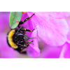 Abeille sur la violette