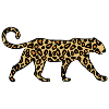 Leopard gift