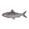 poisson