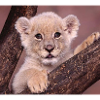 LIONCEAU