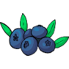 Blueberry Besing Blueberry Blackberry Veggie
