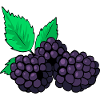 blackberries