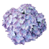 Hortensie lila Sommer