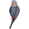 budgerigar