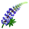 Lupine blau Sommer