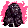 English Cocker Spaniel