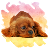 Cavalier King Charles Spaniel