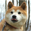 Doge dog motif gift idea