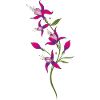 Fleurs d'été, fuchsias. Violet, rose.