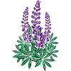 Violet lupins