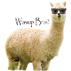 Alpaca Bro