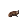 hyrax