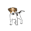 Jack Russell Terrier chiens chiot