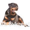 Rottweiler, dog head, dog sports, bodyguard, dog,