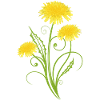 Realistic dandelion, dandelion, dandelion