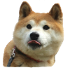 Cool dog motif Doge