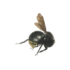 Hummel