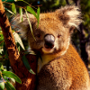 Koala bear