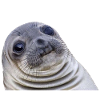 Akward Seal