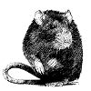 rat