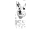 Blanc Suisse NASSU V