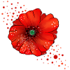 Mohnblume Poppy Kunst