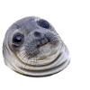 Awkward Seal