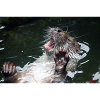 otter