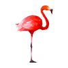 Flamingo Polygon Design