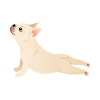 Pug yoga